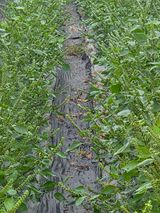 팜모닝 들깨·영농일지 게시글 이미지