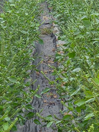 병섭님의 들깨 · 영농일지 작성글 사진