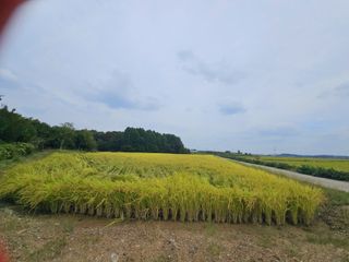 이미옥님의 벼 · 영농일지 작성글 사진