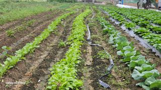 임일재님의 배추 · 영농일지 작성글 사진