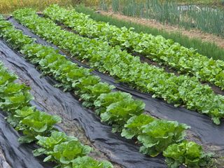 서녕이님의 배추 · 영농일지 작성글 사진