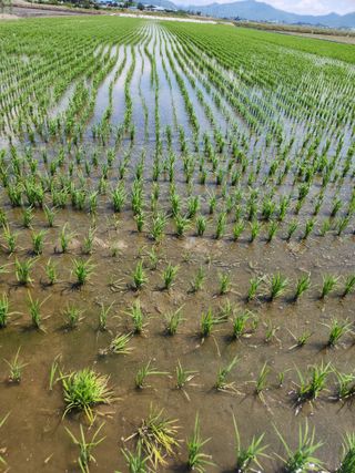 조숙희님의 벼 · 영농일지 작성글 사진