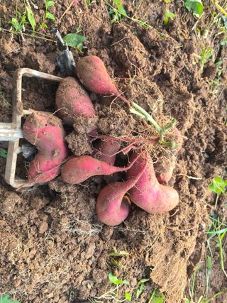 박정원님의 고구마 · 영농일지 작성글 사진