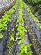 팜모닝 기타작물·영농일지 게시글 이미지