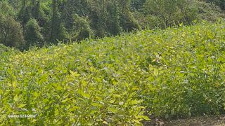 임일재님의 배추 · 영농일지 작성글 사진