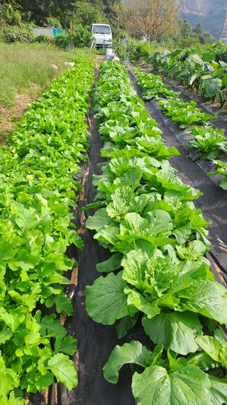서은숙님의 배추 · 영농일지 작성글 사진