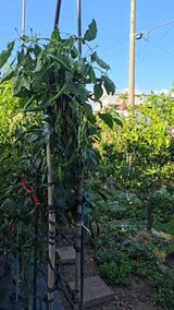 팜모닝 고추·영농일지 게시글 이미지