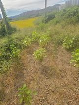 팜모닝 들깨·영농일지 게시글 이미지