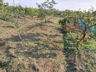 상추20832님의 매실 · 영농일지 작성글 사진