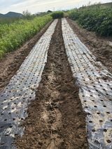 팜모닝 마늘·영농일지 게시글 이미지