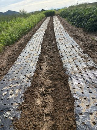 토끼풀님의 마늘 · 영농일지 작성글 사진