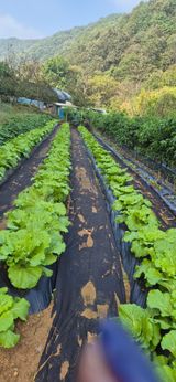 팜모닝 배추·영농일지 게시글 이미지