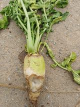 팜모닝 배추·영농일지 게시글 이미지