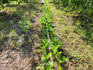 꿀복이농장님의 배추 · 영농일지 작성글 사진