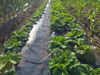 박정원님의 마늘 · 영농일지 작성글 사진