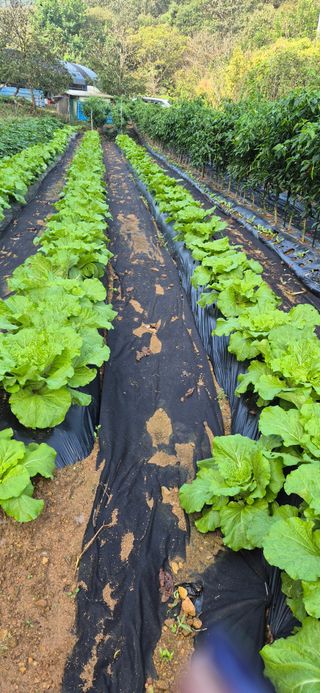 매실21434님의 배추 · 영농일지 작성글 사진