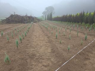 장두학님의 기타작물 · 영농일지 작성글 사진