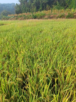 최병우님의 기타작물 · 영농일지 작성글 사진