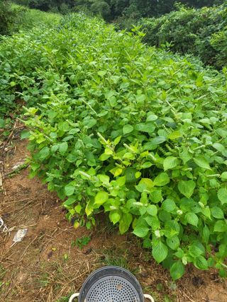 최병우님의 기타작물 · 영농일지 작성글 사진