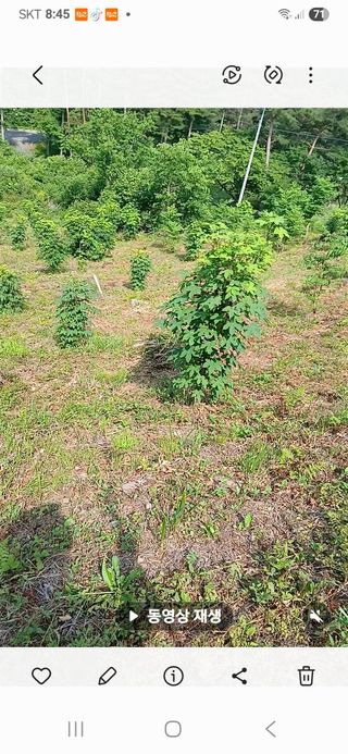 인생은 소풍처럼님의 두릅 · 영농일지 작성글 사진