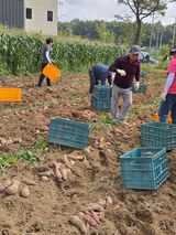 팜모닝 고구마·영농일지 게시글 이미지