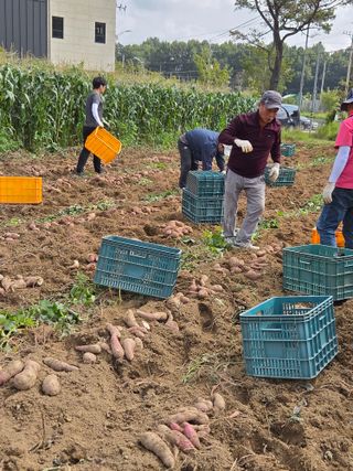 조원구(햇빛촌농장)님의 고구마 · 영농일지 작성글 사진