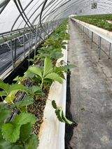 팜모닝 딸기·영농일지 게시글 이미지