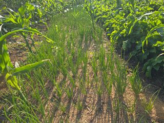 박정원님의 마늘 · 영농일지 작성글 사진