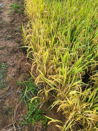 최병우님의 기타작물 · 영농일지 작성글 사진