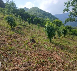 인생은 소풍처럼님의 두릅 · 영농일지 작성글 사진