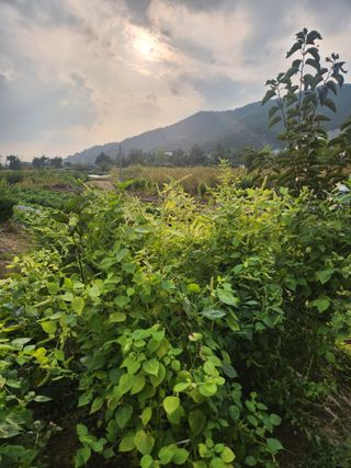 김영숙님의 들깨 · 영농일지 작성글 사진
