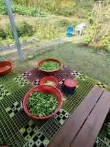 팜모닝 기타작물·영농일지 게시글 이미지