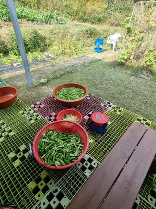 심기섭님의 기타작물 · 영농일지 작성글 사진