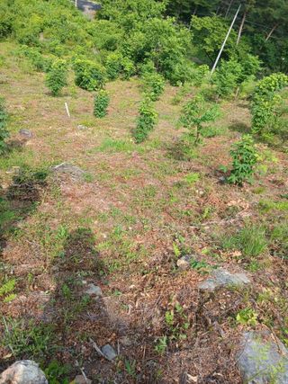 인생은 소풍처럼님의 두릅 · 영농일지 작성글 사진