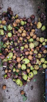 팜모닝 기타작물·영농일지 게시글 이미지