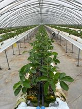 팜모닝 딸기·영농일지 게시글 이미지