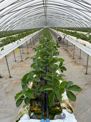 남기석님의 딸기 · 영농일지 작성글 사진