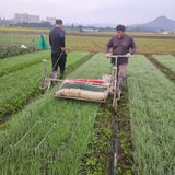 팜모닝 양파·영농일지 게시글 이미지