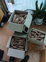 팜모닝 고구마·영농일지 게시글 이미지