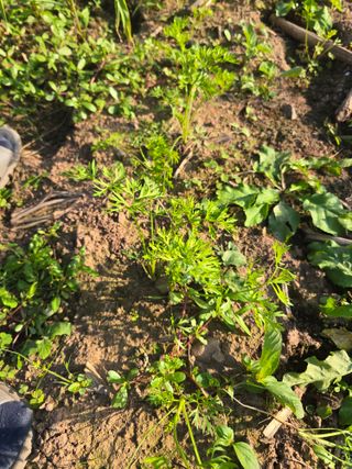 박정원님의 마늘 · 영농일지 작성글 사진