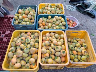 헤이쥬회원님의 감 · 영농일지 작성글 사진