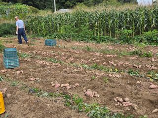 조원구(햇빛촌농장)님의 고구마 · 영농일지 작성글 사진