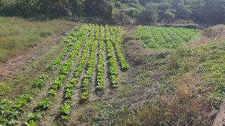 홍광희님의 기타작물 · 영농일지 작성글 사진
