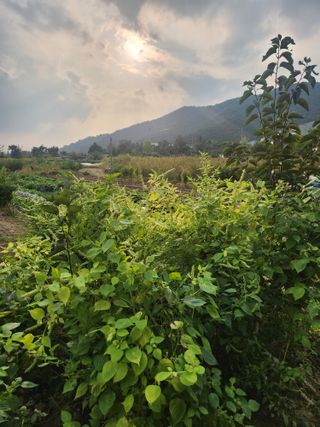 김영숙님의 들깨 · 영농일지 작성글 사진