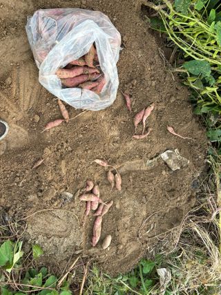 토끼풀님의 기타작물 · 영농일지 작성글 사진