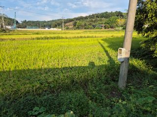김영두님의 벼 · 영농일지 작성글 사진