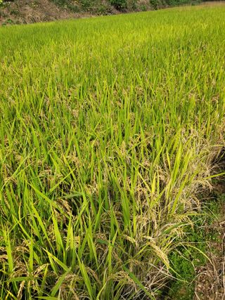 최병우님의 기타작물 · 영농일지 작성글 사진