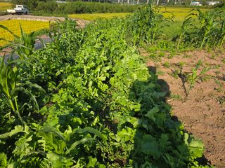 박정원님의 마늘 · 영농일지 작성글 사진