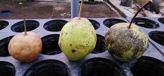 고동옥님의 기타작물 · 영농일지 작성글 사진