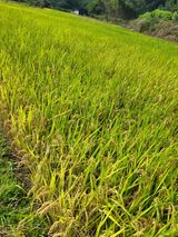 팜모닝 기타작물·영농일지 게시글 이미지